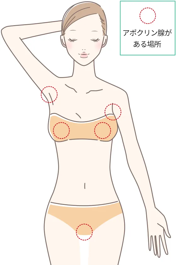 アポクリン腺がある場所